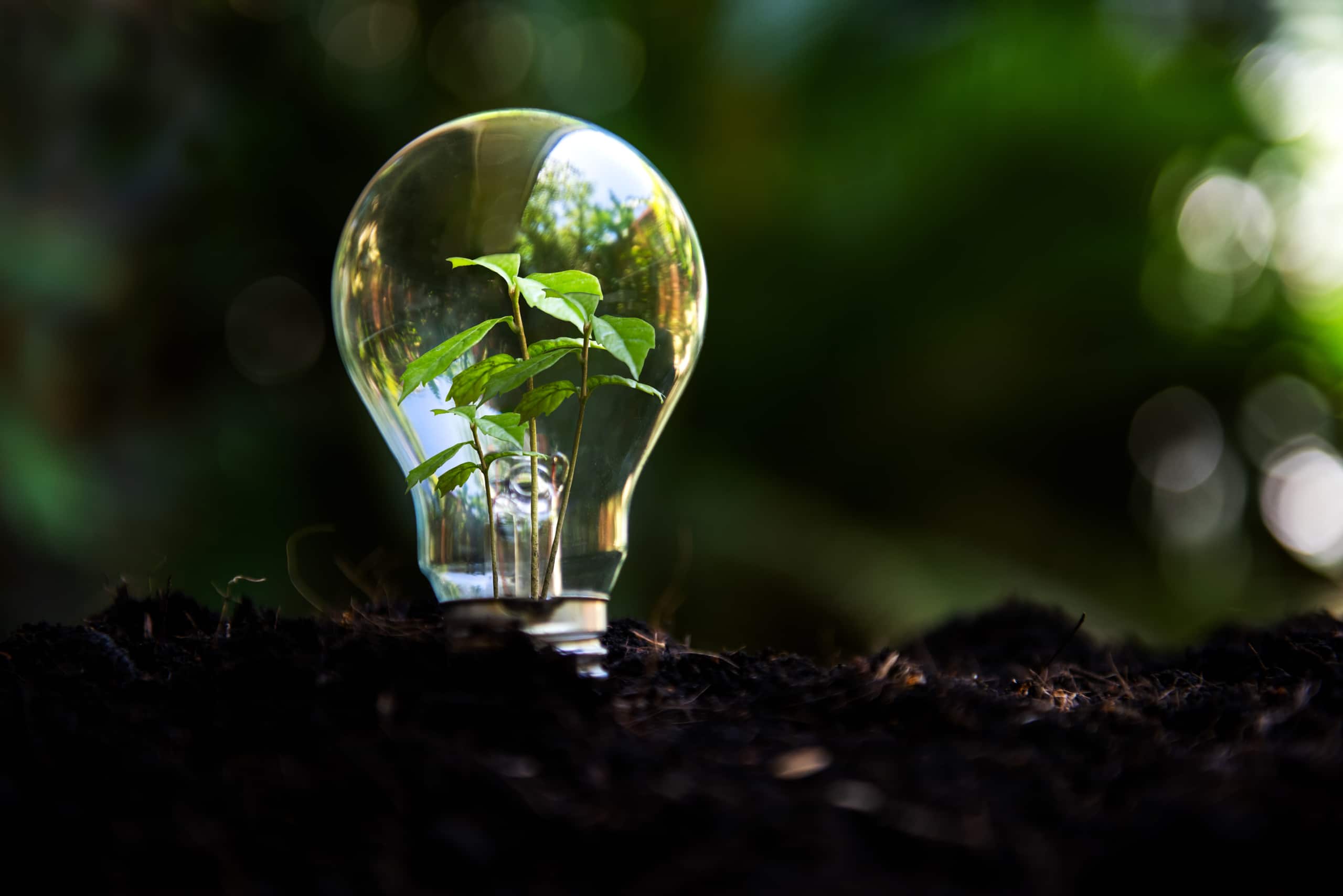 Lightbulb rising from the soil with a green plant inside.